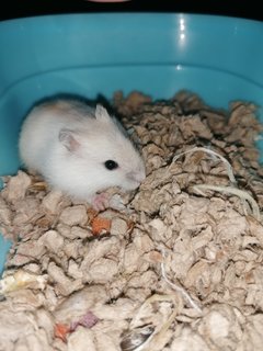 Echo - Roborovsky's Hamster Hamster