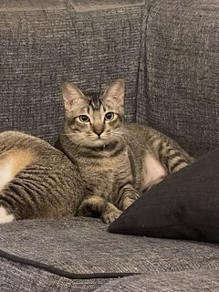 Meow Boy - Domestic Short Hair Cat