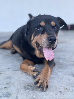 Zeus  - Rottweiler Dog