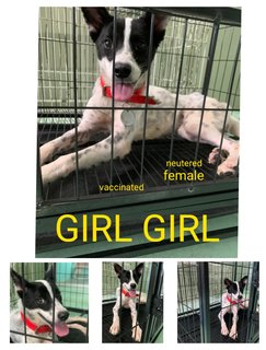 Girl Girl - Mixed Breed Dog