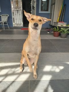 Poggy - Golden Retriever Mix Dog