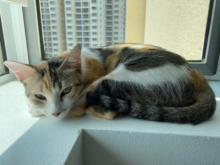Gentle Bo - Domestic Short Hair Cat
