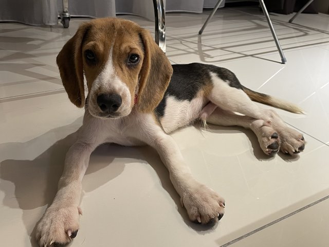 Beagle - Beagle Dog