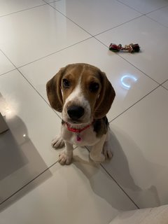 Beagle - Beagle Dog