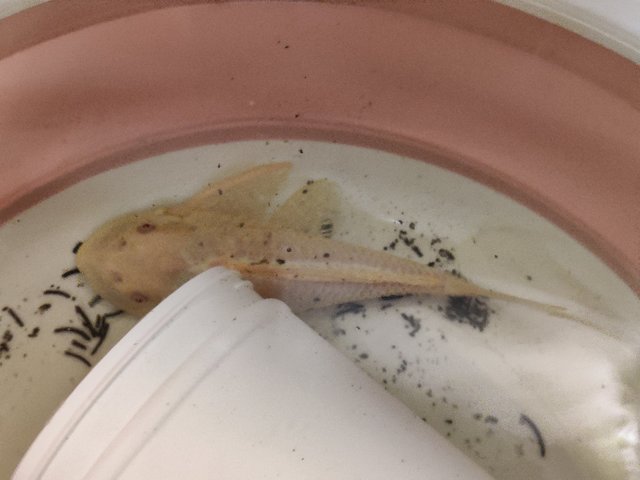 Albino Pleco - Catfish Fish