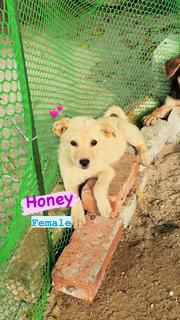 Honey &amp; Mark &amp; Phoebe - Mixed Breed Dog