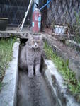 Grey - Persian + Domestic Medium Hair Cat