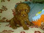 Toy Poodle-2month - Poodle Dog