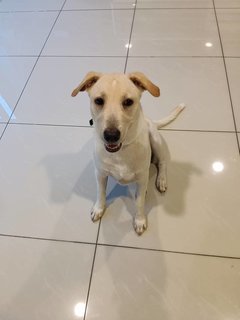 Luna  - Mixed Breed Dog