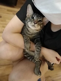 Gizmo - Domestic Medium Hair + Tabby Cat