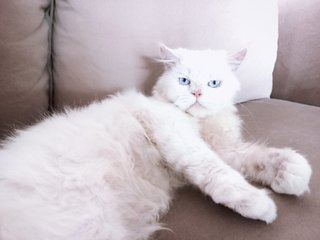 PF114019 - Persian Cat
