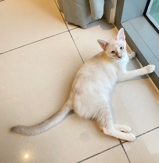 Bubu - Domestic Short Hair Cat
