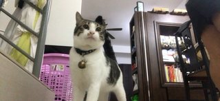 Meow Meow (Niu Nai) - Domestic Short Hair Cat