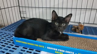 Nero - Domestic Short Hair Cat