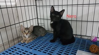 Nero - Domestic Short Hair Cat
