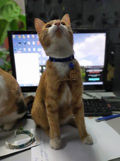 Leng Zai - Domestic Short Hair Cat