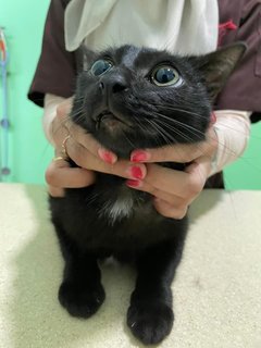 Belang &amp; Black  - Domestic Short Hair + American Shorthair Cat