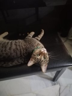 Giddo - Domestic Short Hair + Tabby Cat