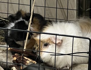 Bubble &amp; Spotty - Guinea Pig Small & Furry