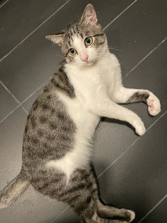 Huhu - Domestic Short Hair Cat