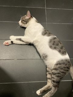 Huhu - Domestic Short Hair Cat