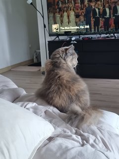 Yuki - Persian Cat
