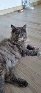Yuki - Persian Cat