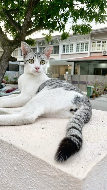 Grey-white Eyeliners Tabby 🐰 - Domestic Short Hair + Tabby Cat