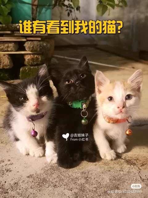 Pong Pong, Kopi O, Teh Tarik - Domestic Medium Hair Cat