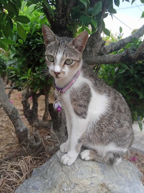 Miko - Domestic Short Hair Cat