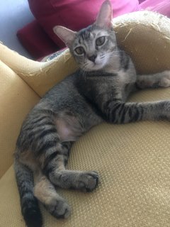 Mama Ruby - Domestic Short Hair Cat