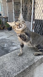 Tail Tail 🌾 - Domestic Short Hair + Tabby Cat