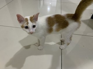 PF114236 - Domestic Short Hair Cat