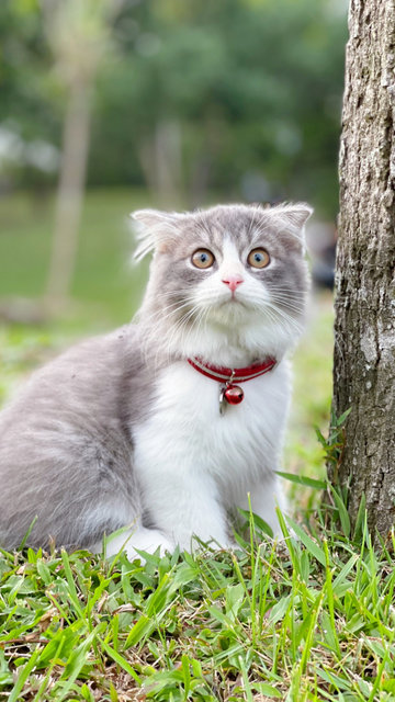 Sir Fluffykins - British Shorthair + Scottish Fold Cat