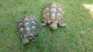 Toto &amp; Titi - Tortoise Reptile