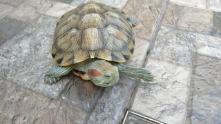 Toto &amp; Titi - Tortoise Reptile