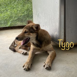 Tygo - Mixed Breed Dog