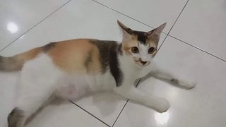 Bibi - Domestic Short Hair Cat