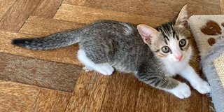Grace - Domestic Short Hair Cat