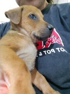 1 Month Plus Puppies  - Mixed Breed Dog