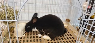 Sofia - Bunny Rabbit Rabbit