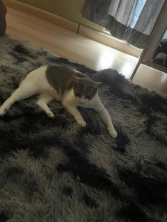 Nymeria - Domestic Short Hair Cat