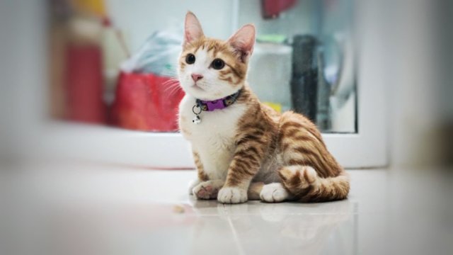Gerald - Domestic Short Hair Cat
