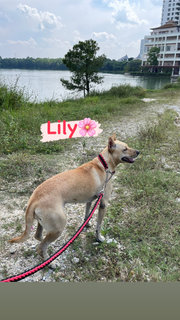 Lily (Spayed) - Mixed Breed Dog