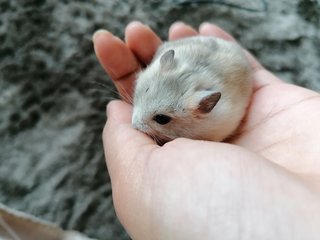 Powder - Roborovsky's Hamster Hamster