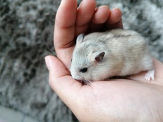 Powder - Roborovsky's Hamster Hamster