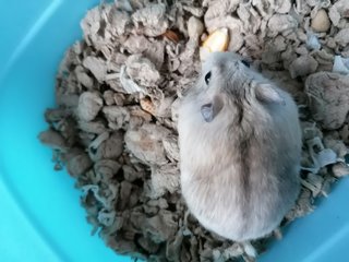 Fufu - Roborovsky's Hamster Hamster