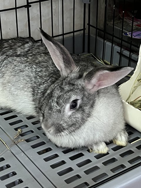 Oreo - Chinchilla Rabbit