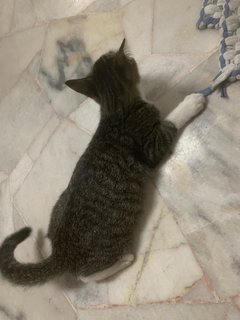 Tabbyy - Domestic Short Hair Cat