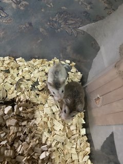 Baim With Family - Roborovsky's Hamster Hamster